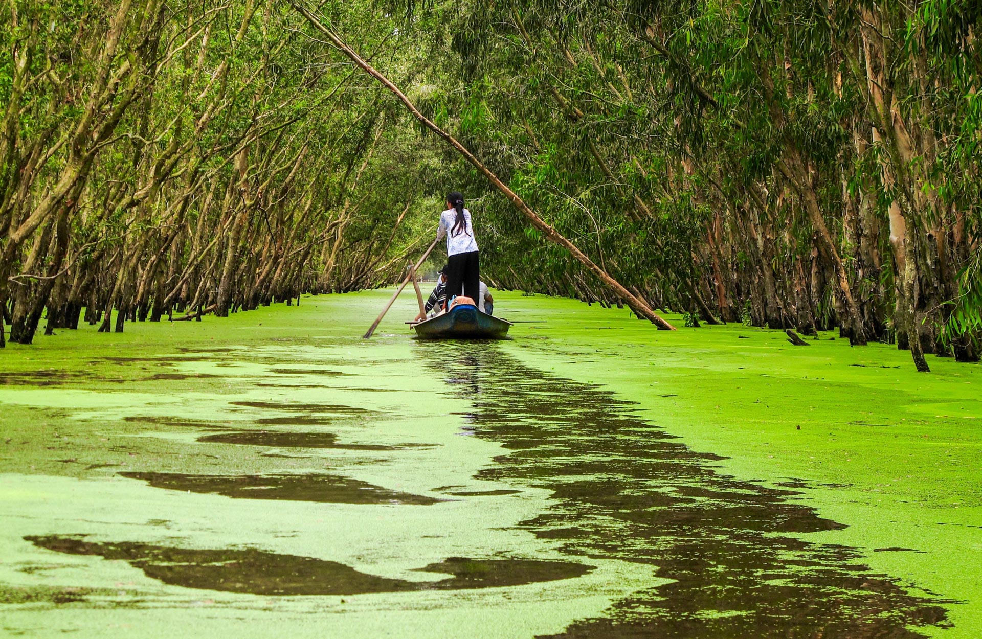 /fm/Files//Pictures/Ido Uploads(1)/Asia/Vietnam/Tra Su/Tra Su - Green River Boat Forest - SS.jpg